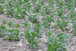 Agroborków - onions, cucumbers, carrots, red beets, celery, green peas and white cabbage