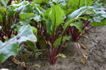 Agroborków - onions, cucumbers, carrots, red beets, celery, green peas and white cabbage