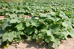 Agroborków - onions, cucumbers, carrots, red beets, celery, green peas and white cabbage