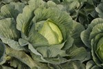 Agroborków - onions, cucumbers, carrots, red beets, celery, green peas and white cabbage