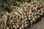 Agroborków - onions, cucumbers, carrots, red beets, celery, green peas and white cabbage