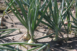 Agroborków - onions, cucumbers, carrots, red beets, celery, green peas and white cabbage