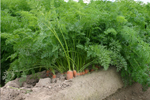 Agroborków - onions, cucumbers, carrots, red beets, celery, green peas and white cabbage