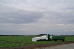 Agroborków - zbiór ogórków